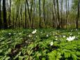 0904wienerwald011.jpg